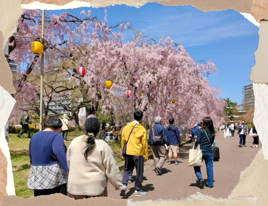 お花見の様子